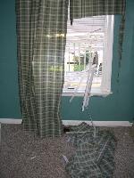 What the dog did today