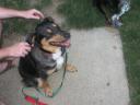 sheathedog.jpg