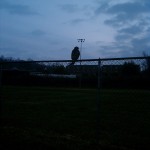 owl